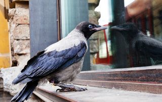 bird safety window film prevents bird collisions