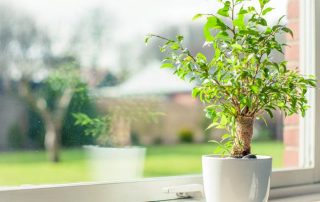 How does window film affect plants?