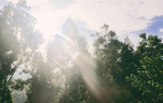 Forest with Sun Shining Through Trees