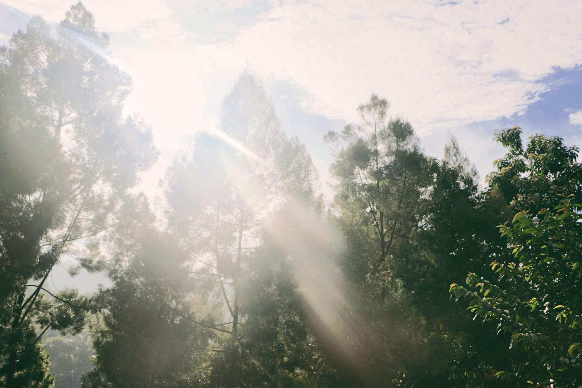 Forest with Sun Shining Through Trees