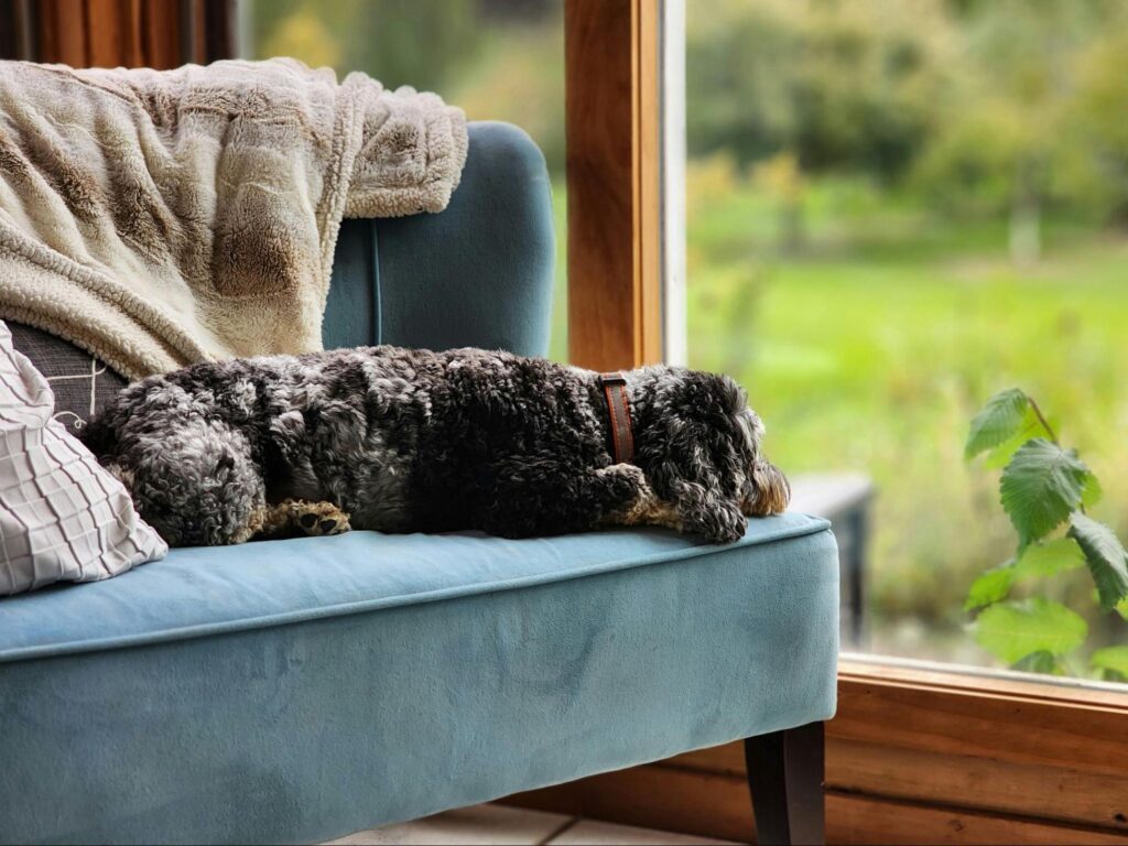 Dog Looking Out the Window on a Chair