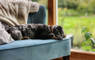 Dog Looking Out the Window on a Chair