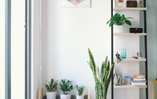 Shelving with Plants and Books in Front of Window