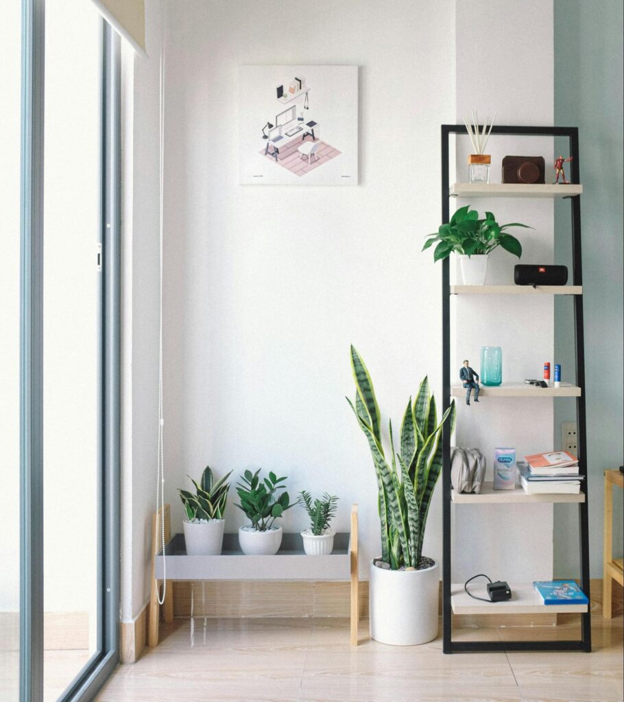 Shelving with Plants and Books in Front of Window