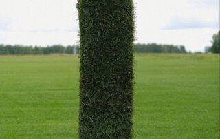 Person Holding a Cut of Grass