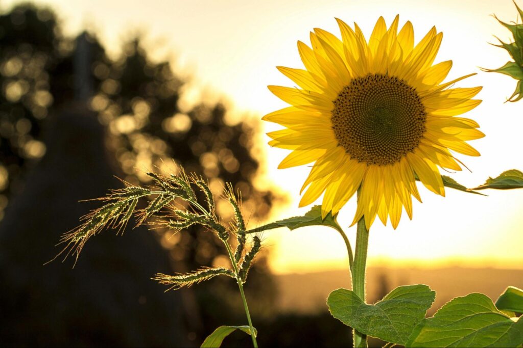 Sunflower in the Sunlight