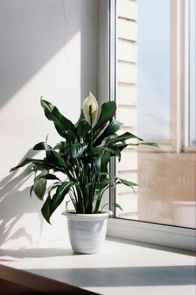 House Plant in Sunny Window