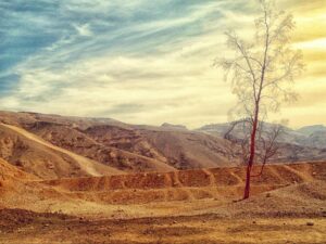 Desert Hills with Barren Tree